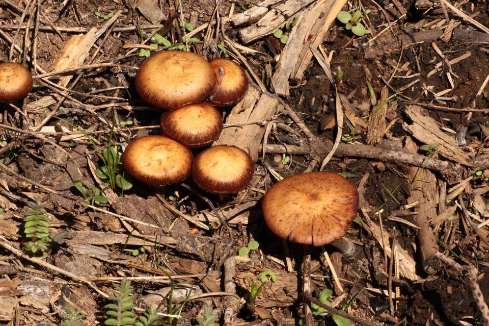 Pachylepyrium carbonicola image
