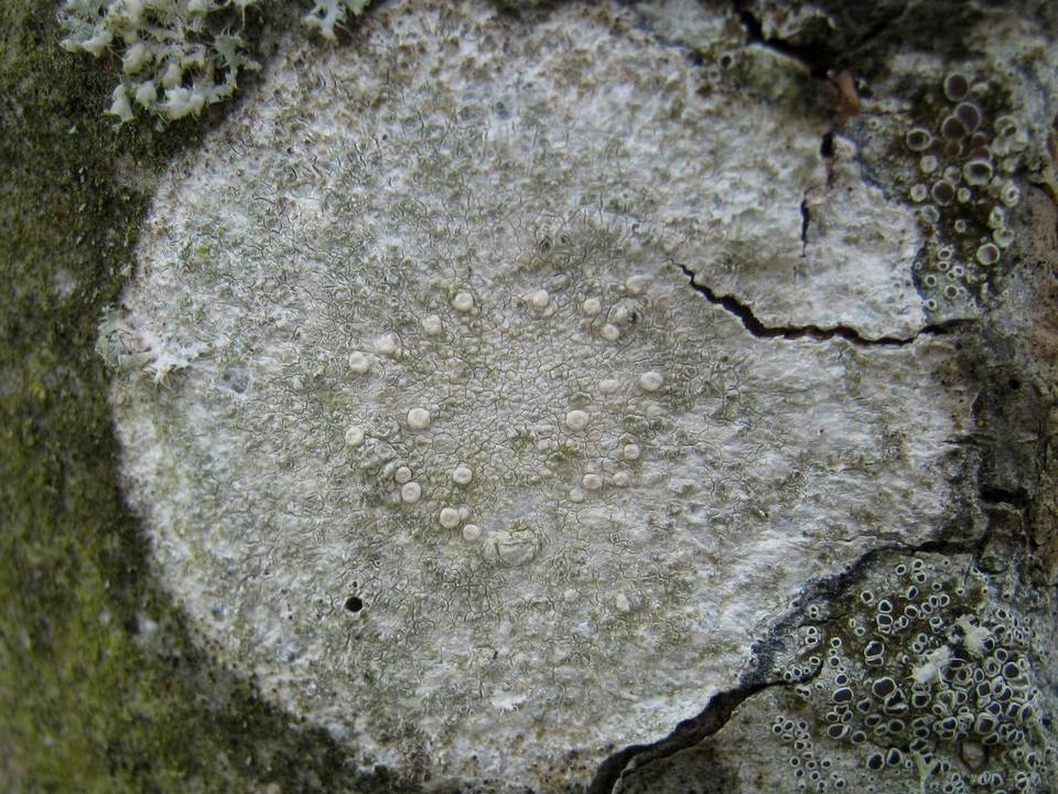 Ochrolechia szatalaensis image
