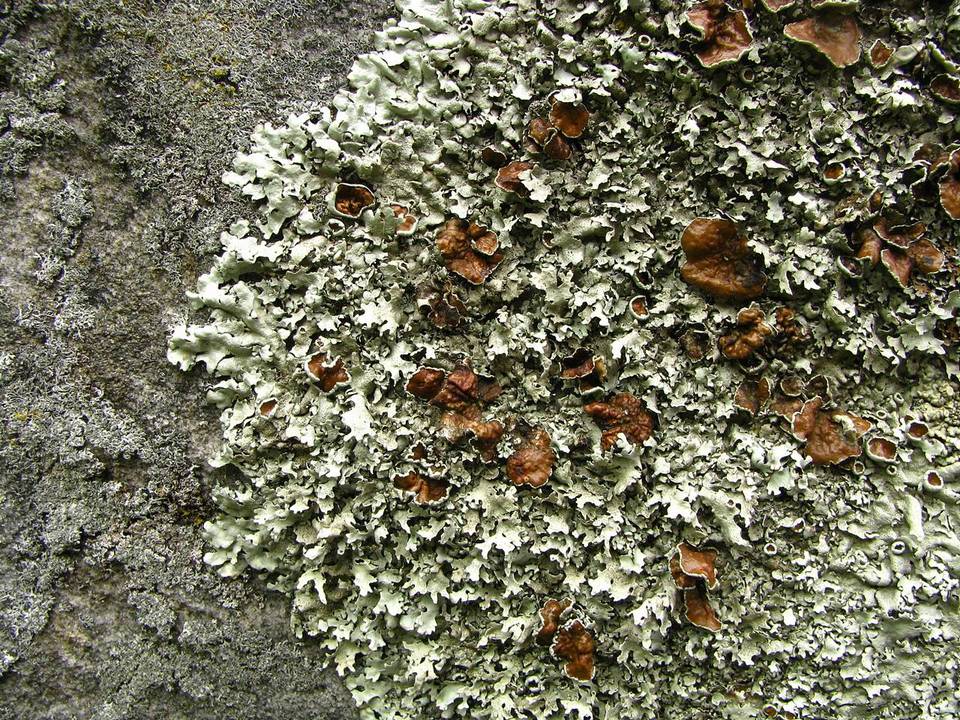 Xanthoparmelia angustiphylla image