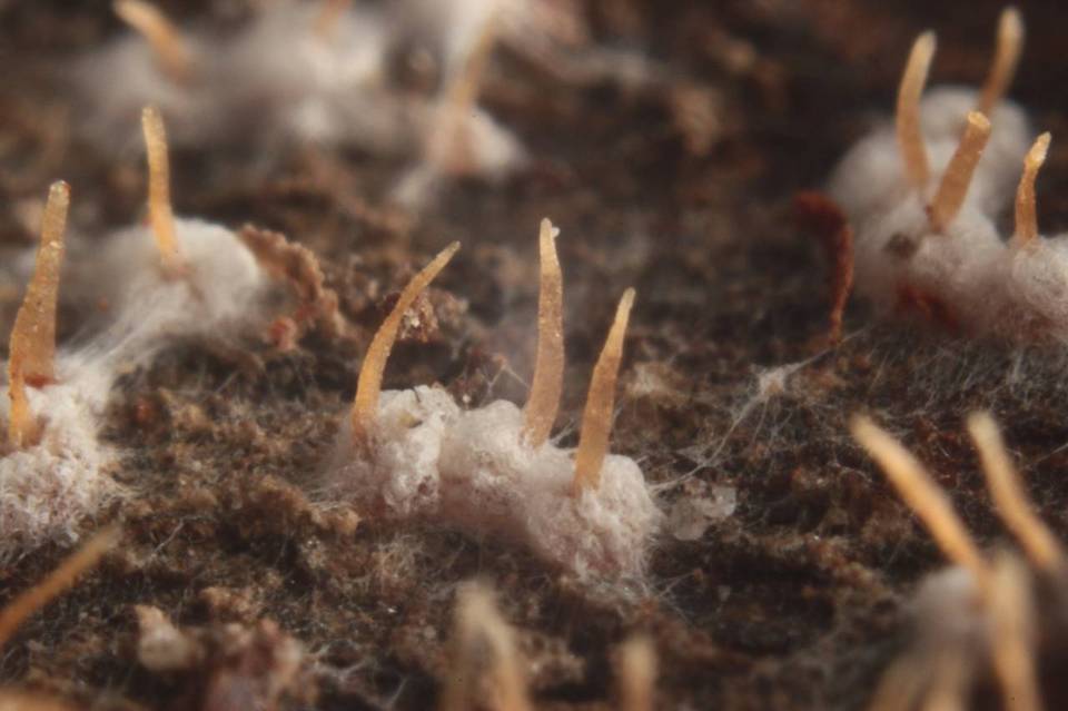Arxiomyces vitis image