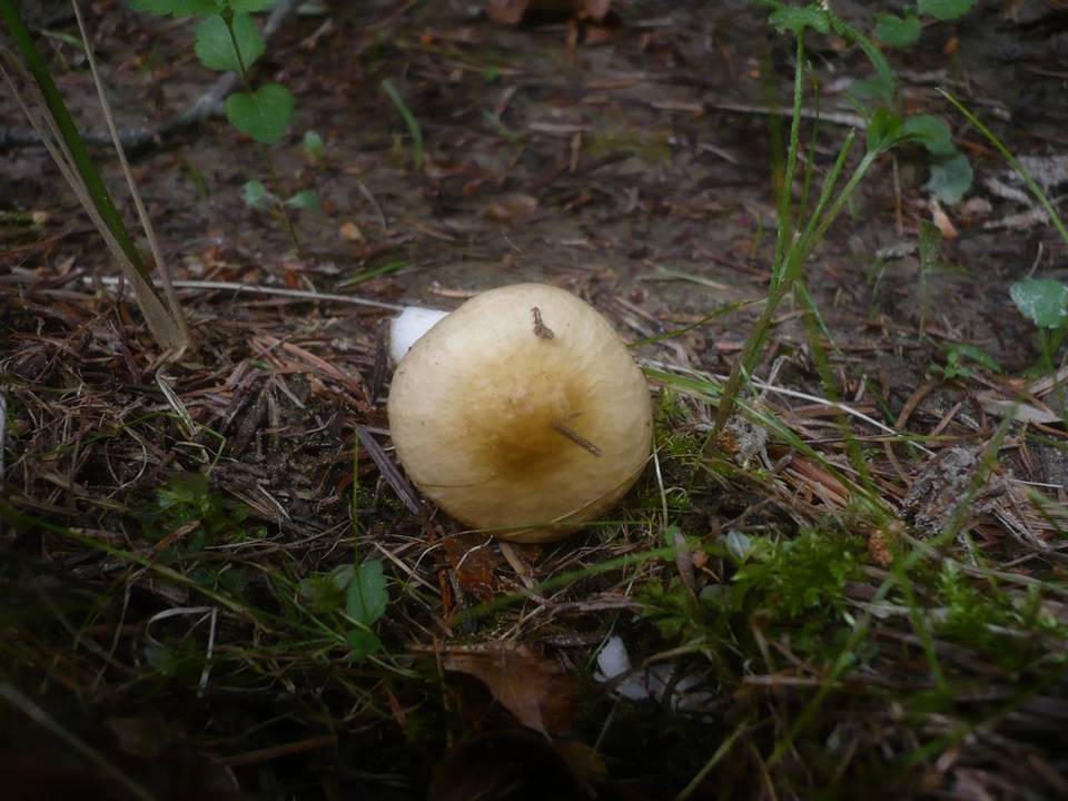 Russula nauseosa image