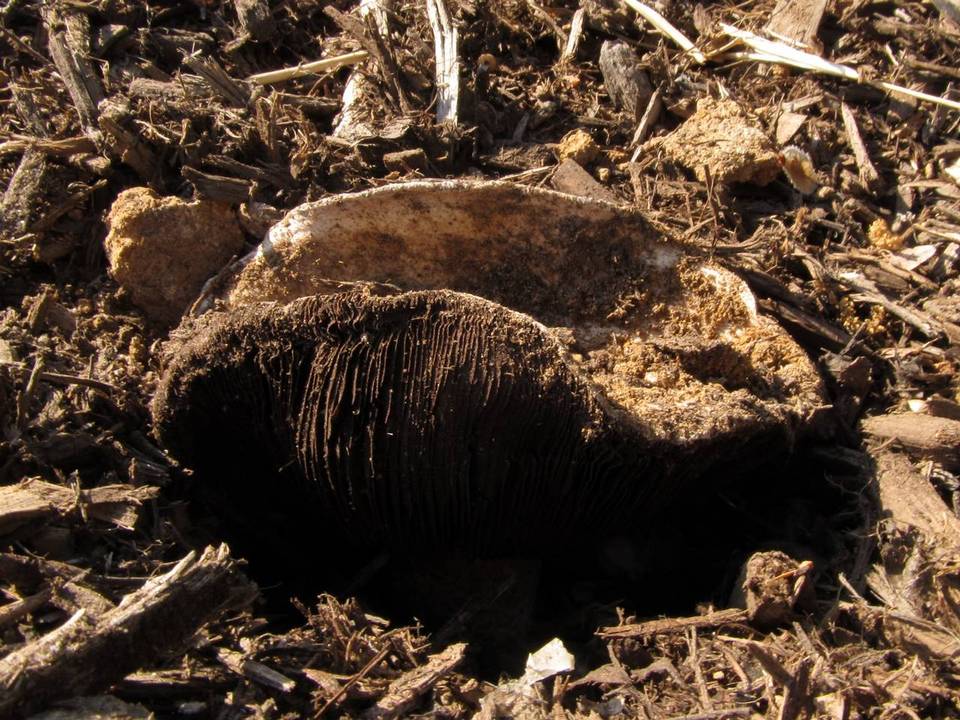 Agaricus pequinii image