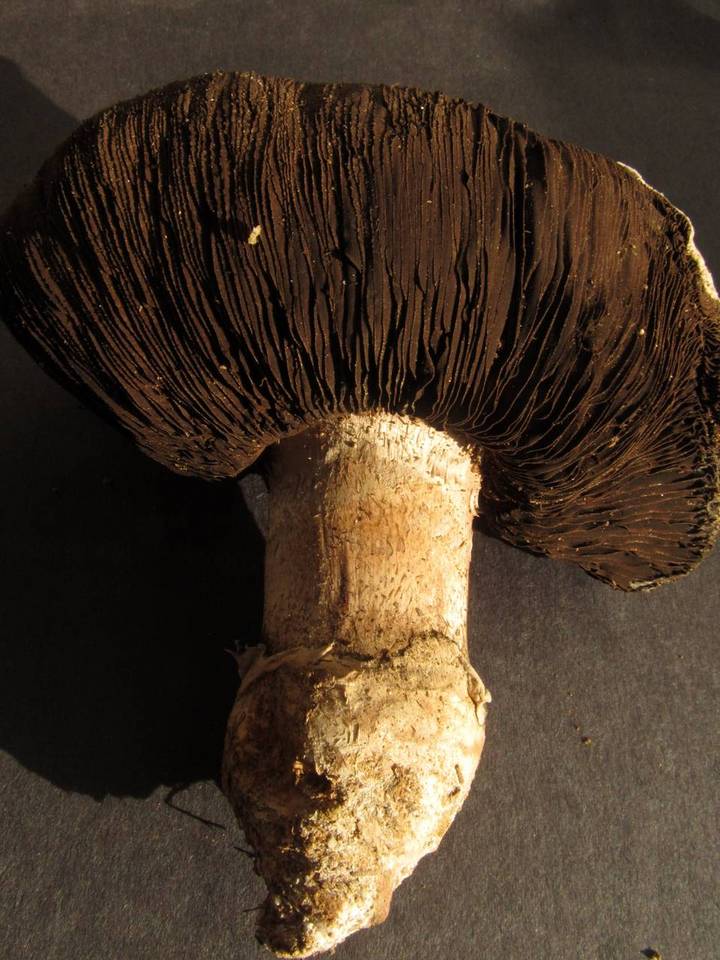 Agaricus pequinii image