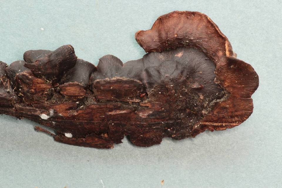 Veluticeps abietina image