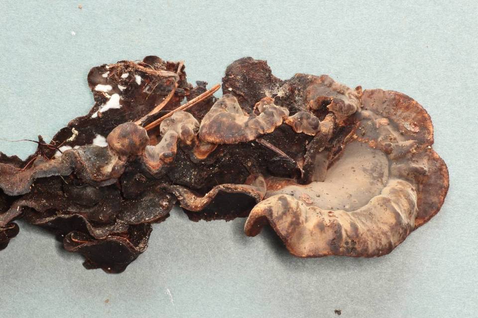 Veluticeps abietina image