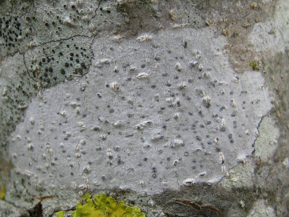 Julella vitrispora image