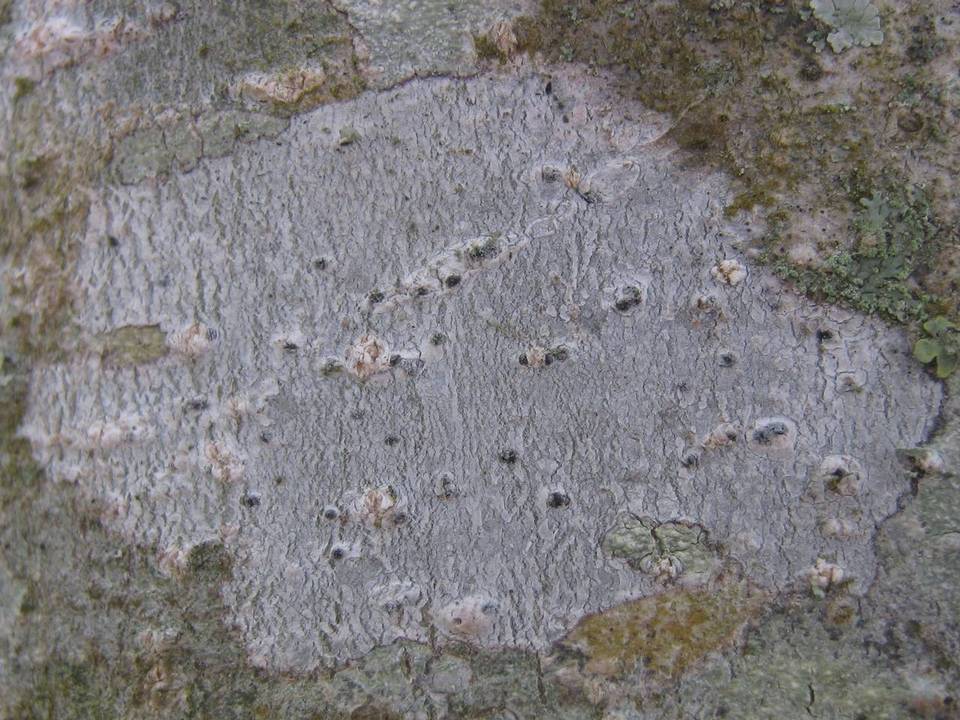 Julella vitrispora image
