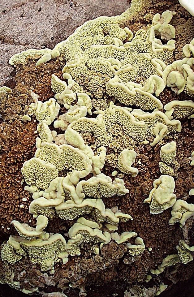 Flavodon flavus image