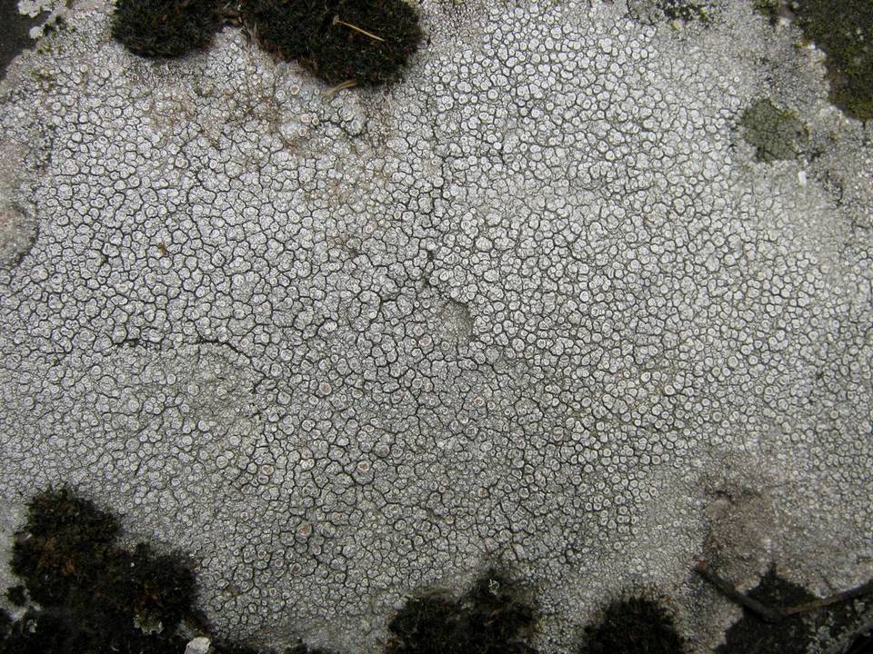 Ochrolechia parella image