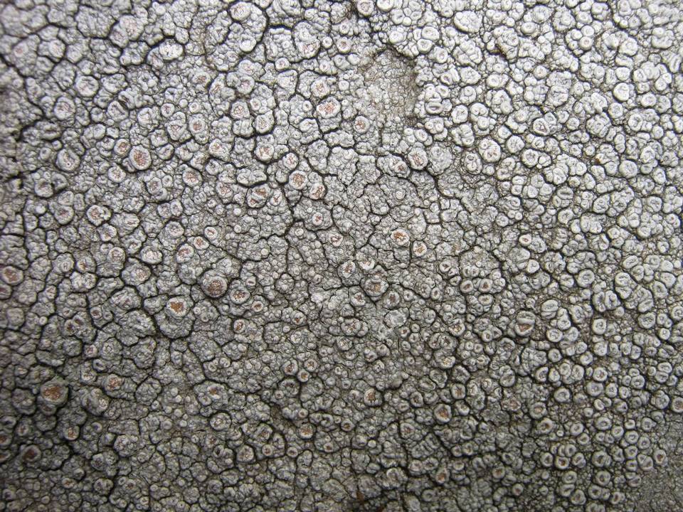 Ochrolechia parella image