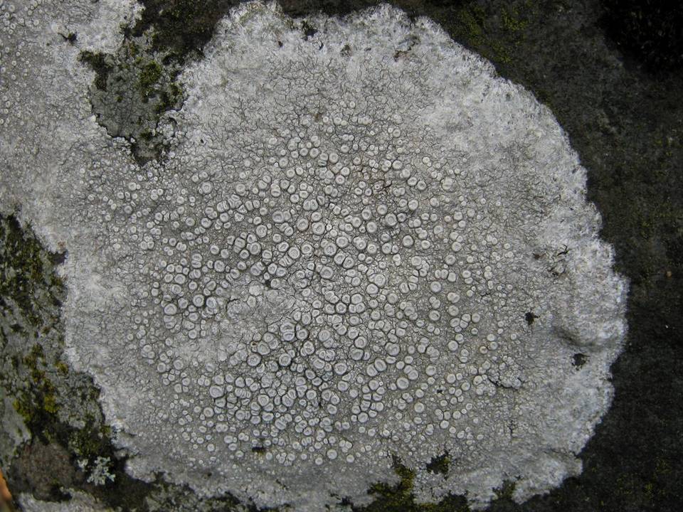 Ochrolechia parella image