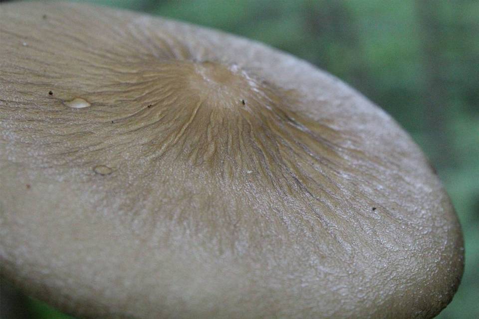 Hymenopellis furfuracea image
