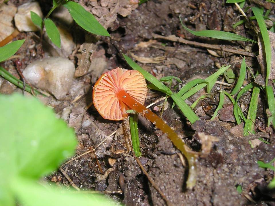 Hygrocybe minutula image