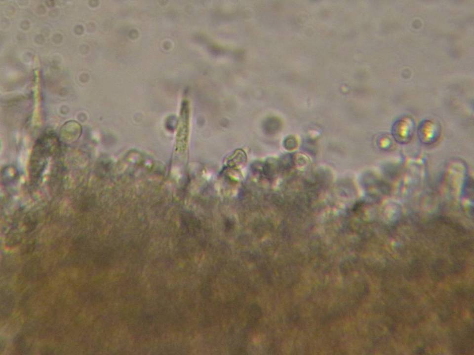Lentinellus montanus image