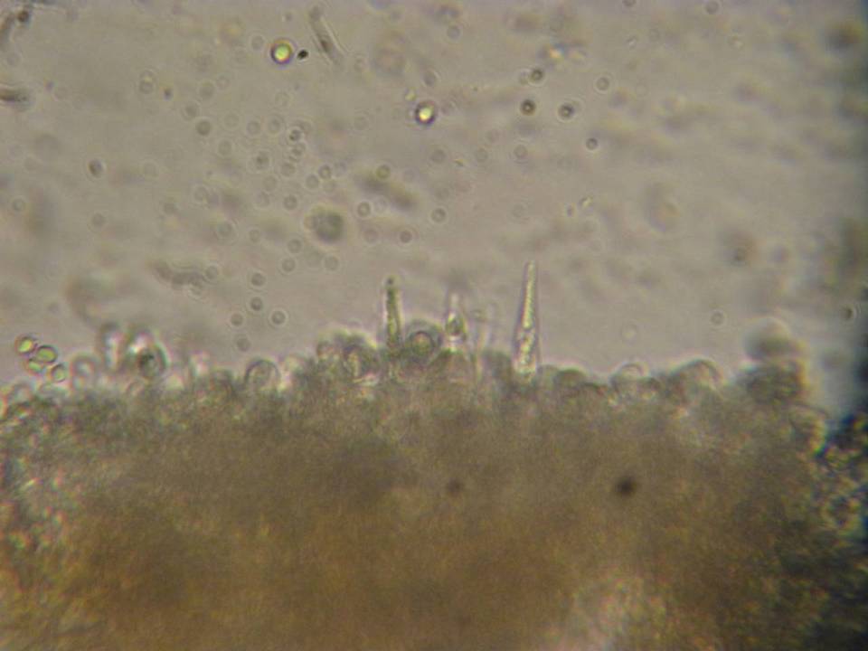Lentinellus montanus image