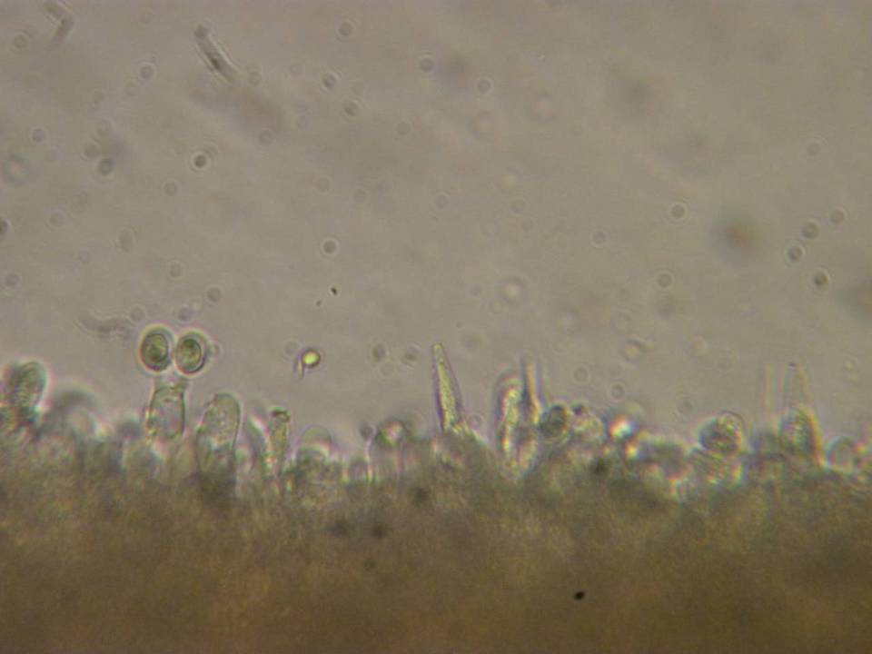 Lentinellus montanus image