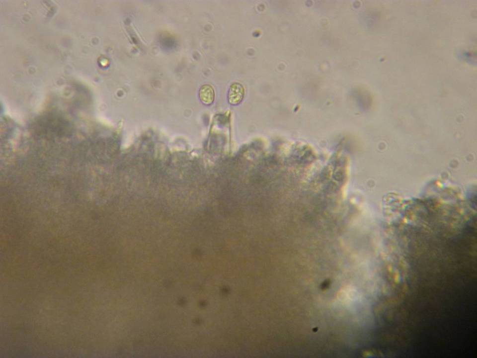 Lentinellus montanus image