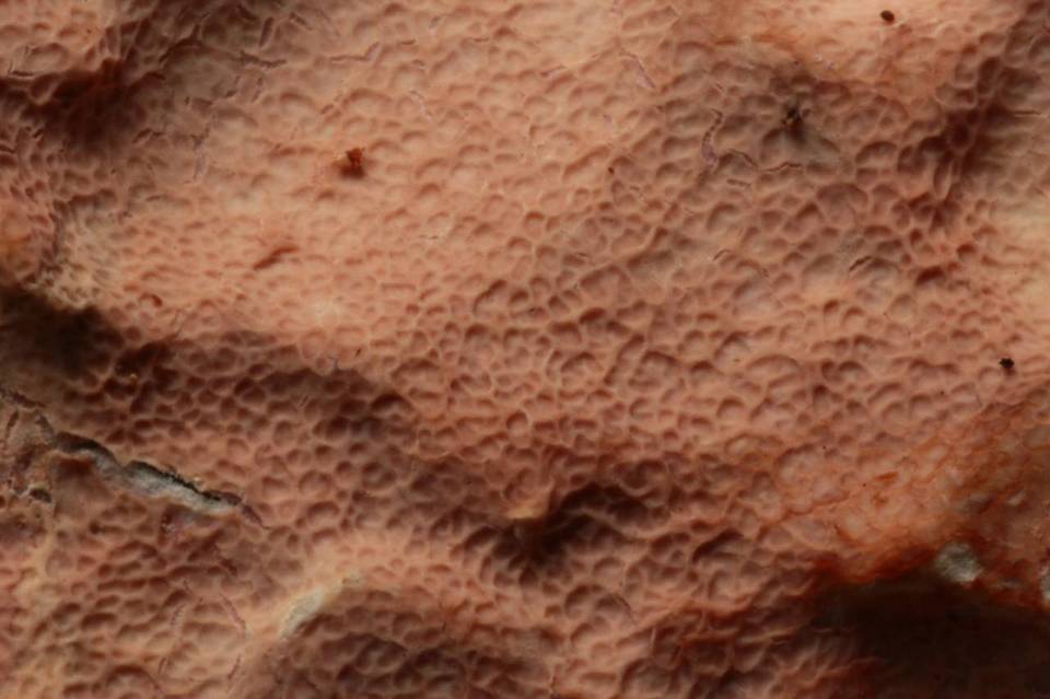 Ceraceomerulius rubicundus image