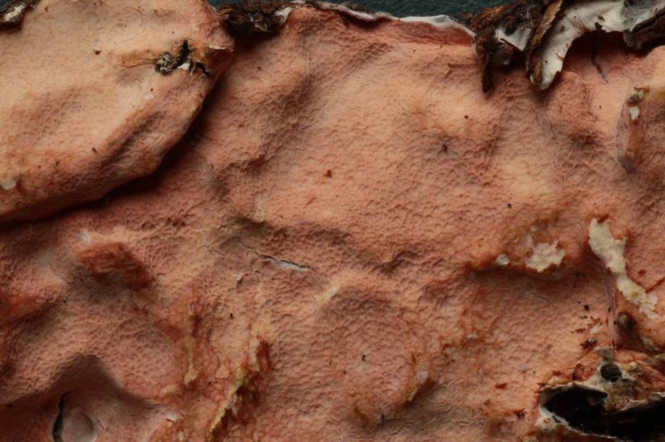 Ceraceomerulius rubicundus image