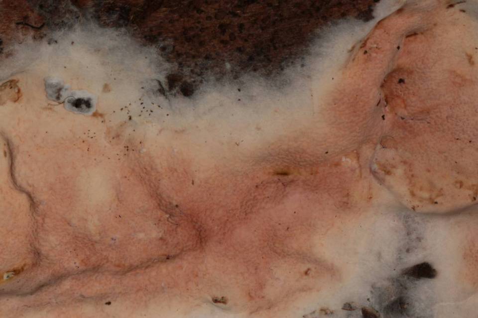 Ceraceomerulius rubicundus image
