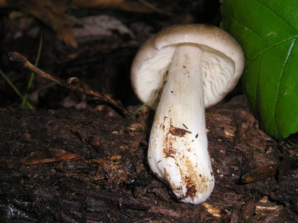 Megacollybia rodmani image