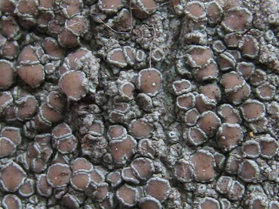 Vouauxiella lichenicola image