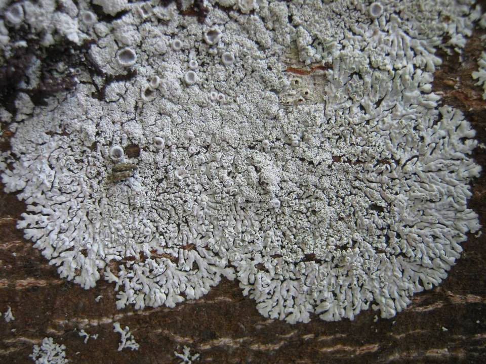 Physcia clementei image