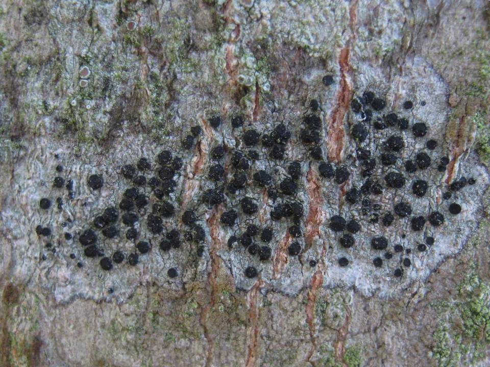 Buellia arborea image