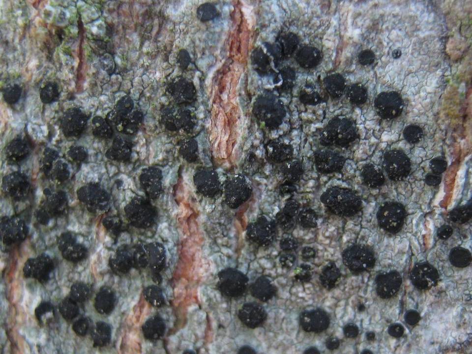 Buellia arborea image