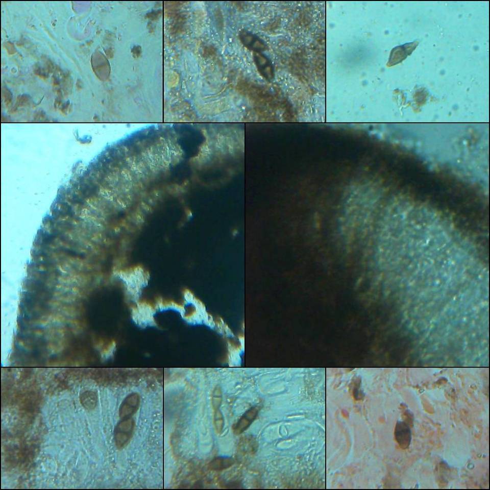 Buellia arborea image