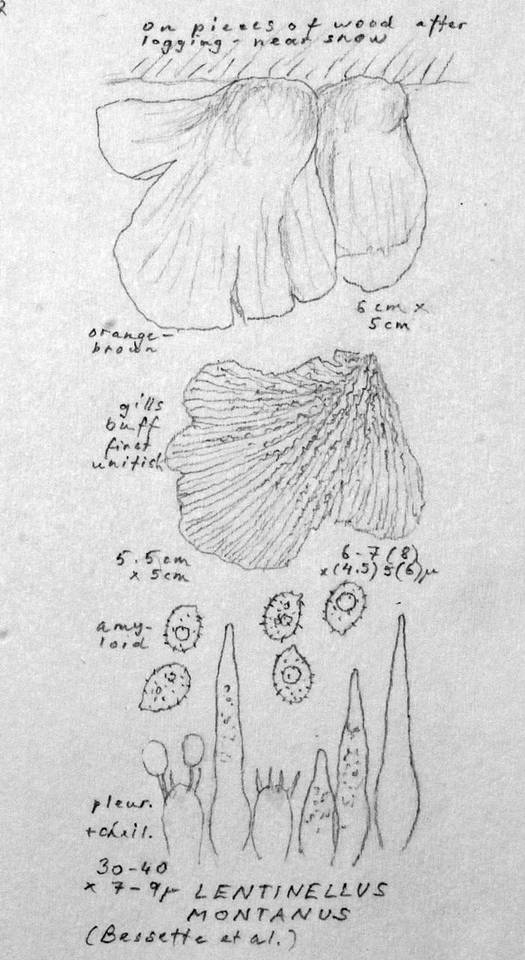 Lentinellus montanus image