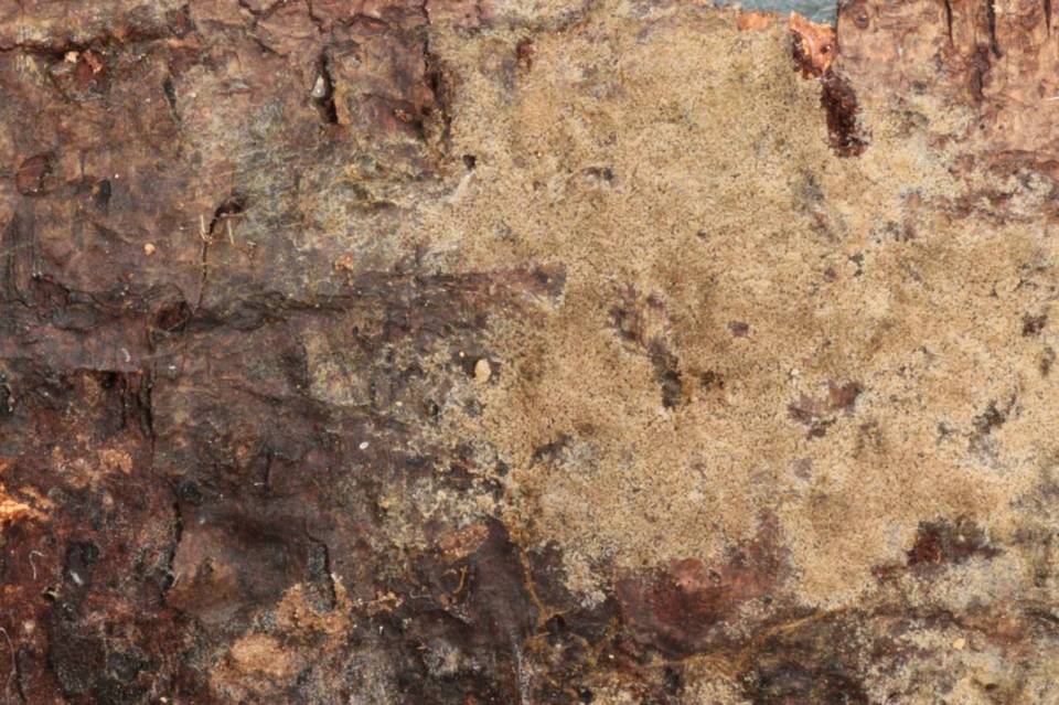 Tomentella calcicola image