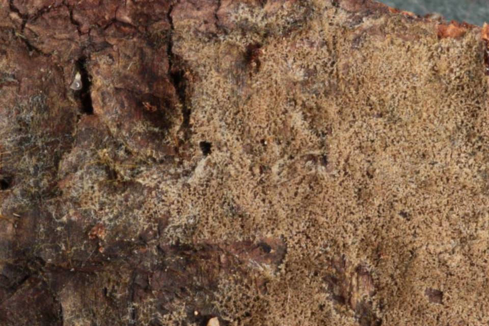 Tomentella calcicola image