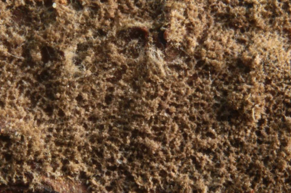 Tomentella calcicola image