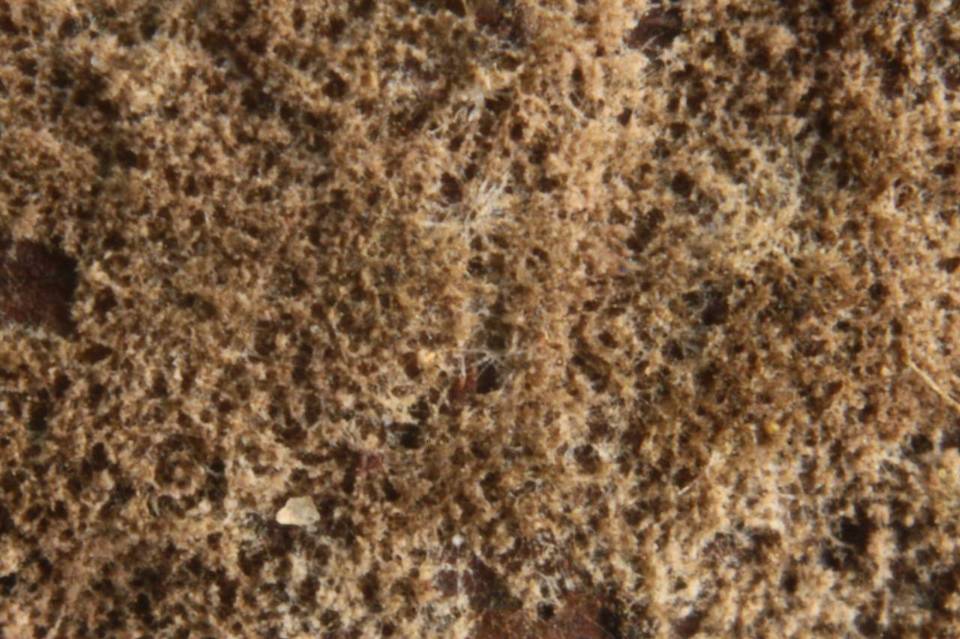 Tomentella calcicola image