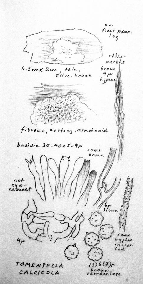 Tomentella calcicola image