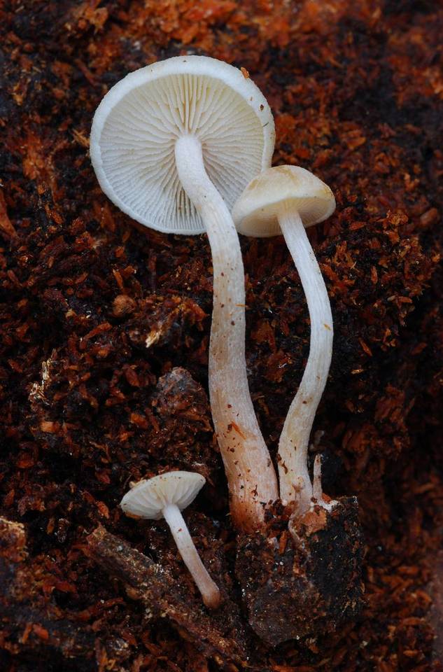 Collybia bakerensis image