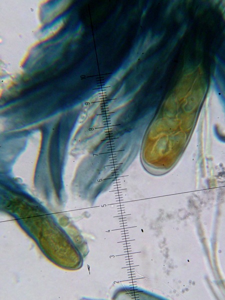 Lignoscripta atroalba image