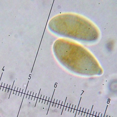Lignoscripta atroalba image