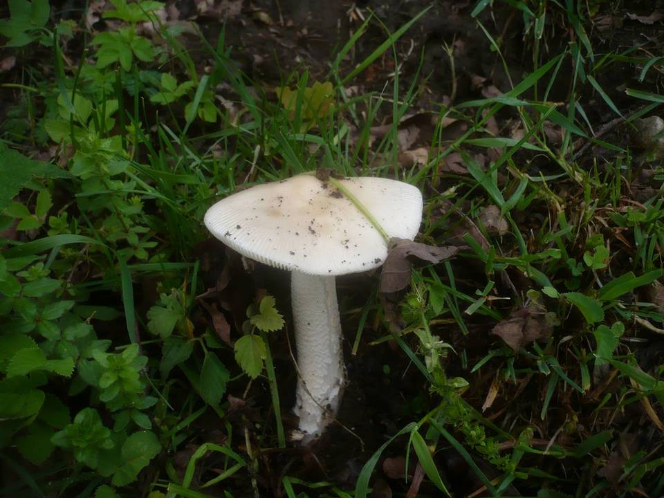 Amanita lividopallescens image