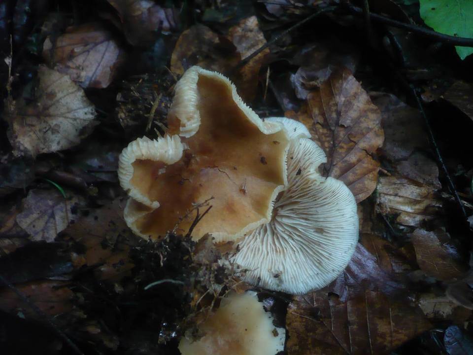 Gymnopus aquosus image