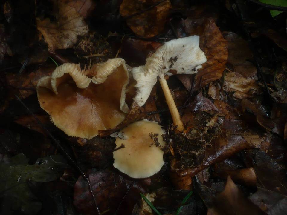 Gymnopus aquosus image