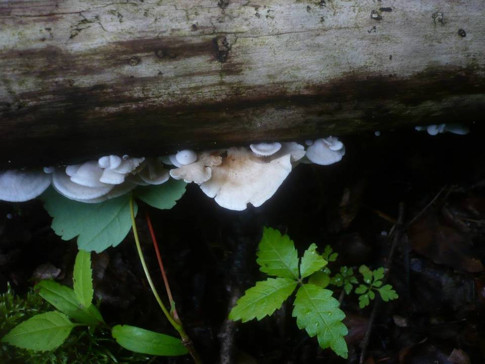 Crepidotus autochthonus image