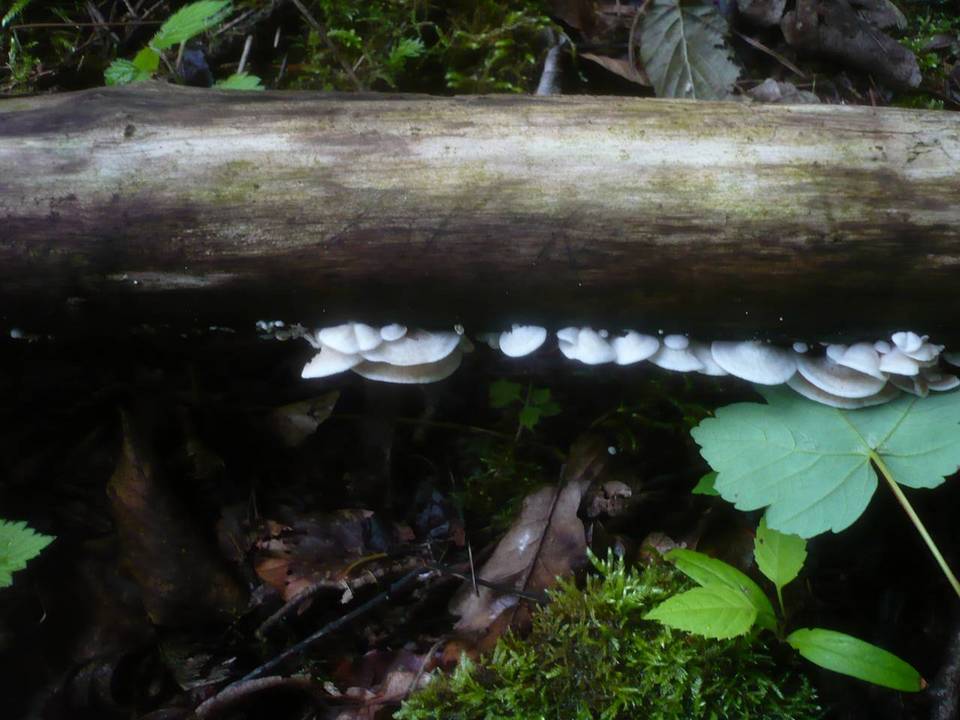Crepidotus autochthonus image