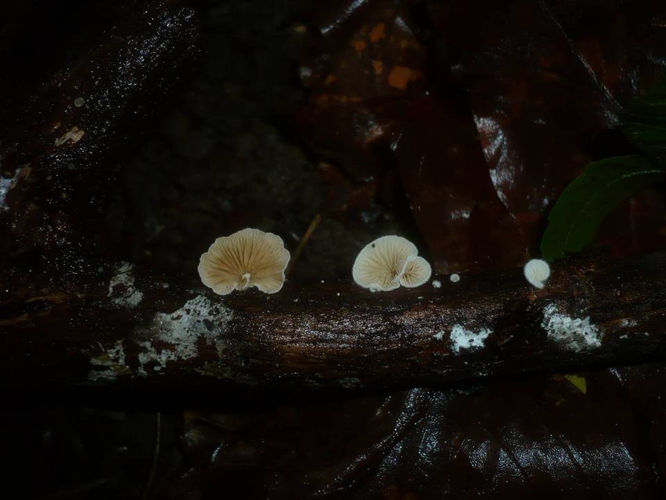 Crepidotus cesatii image