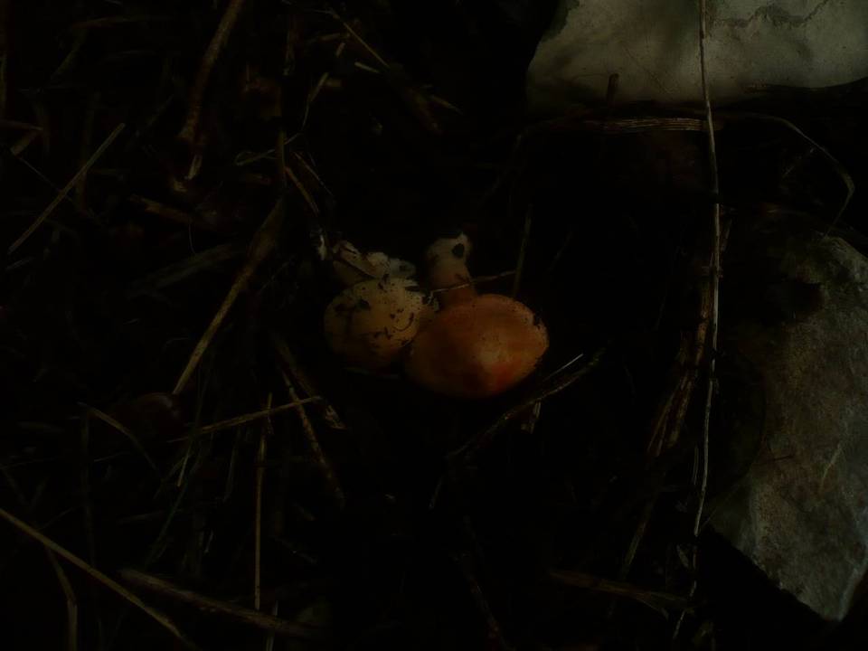 Inocybe godeyi image