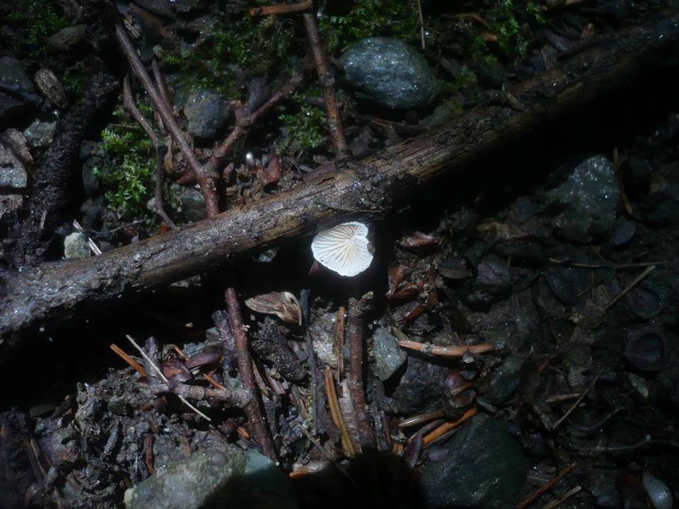 Crepidotus cesatii image