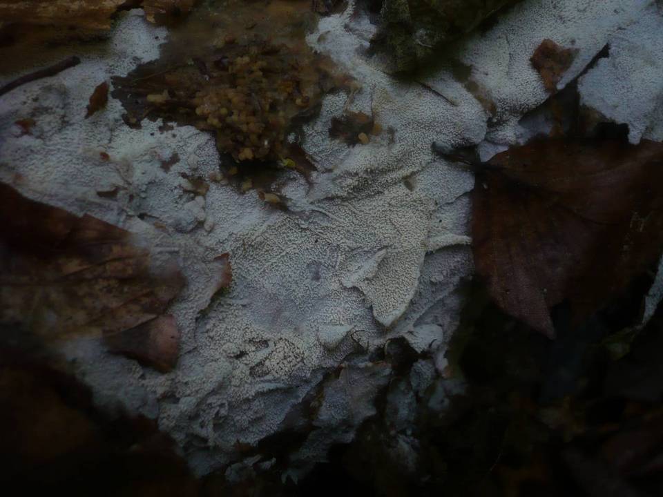 Kneiffiella barba-jovis image