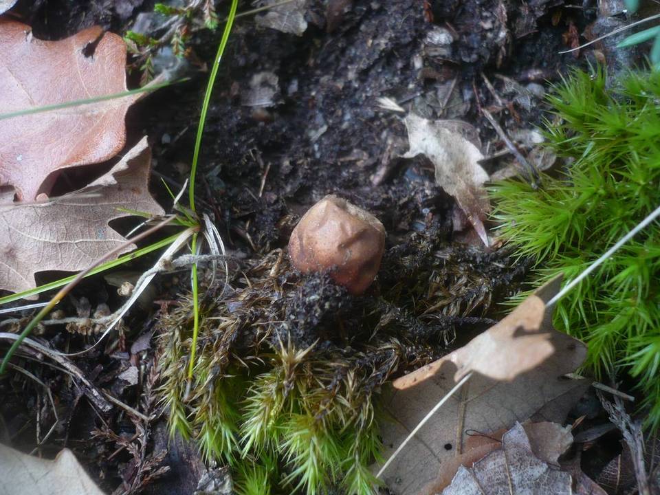Bovista pusilliformis image