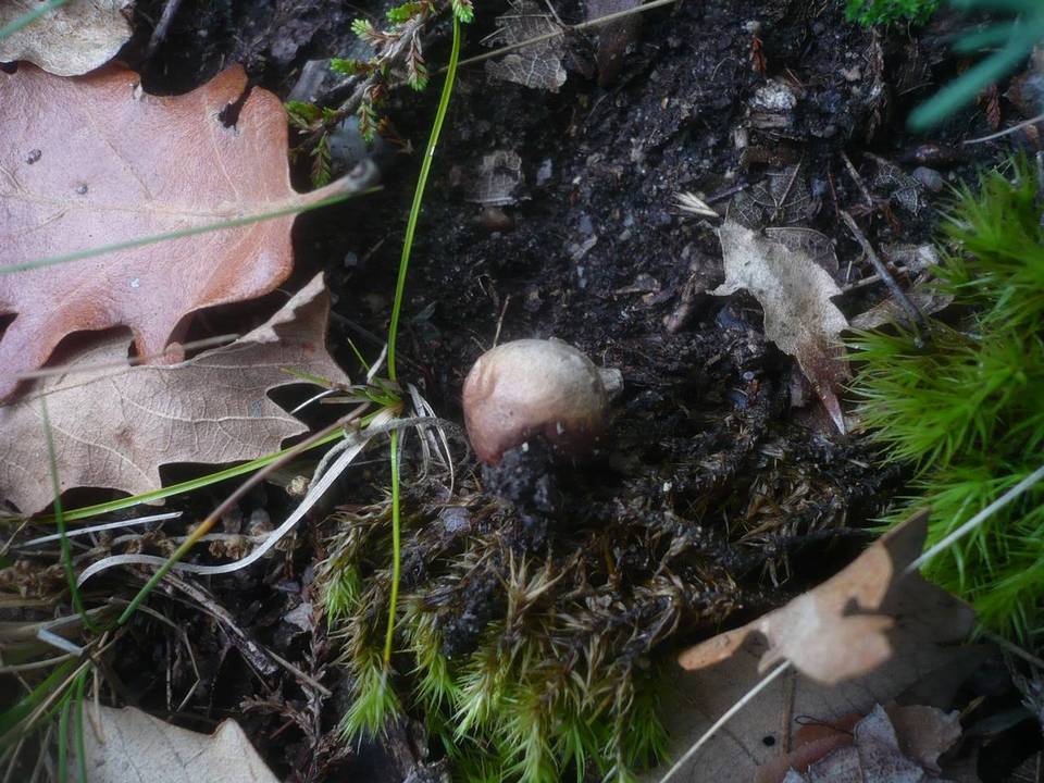 Bovista pusilliformis image